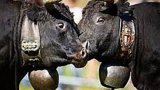 ​Pueblo deja de considerar legalmente "ruido" a cencerros del ganado