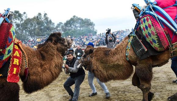 Losa bellos camellos son obligados a pelear por humanos que los usan como objetos y sin piedad.