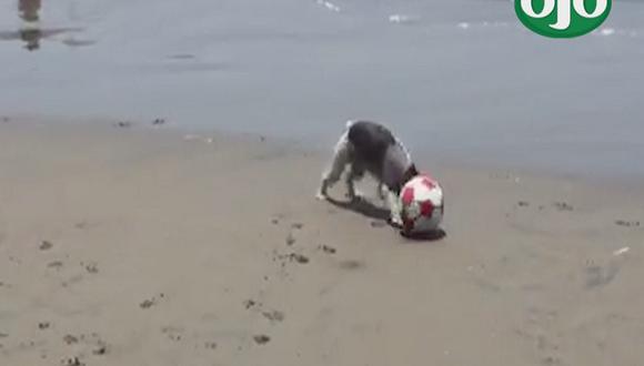 Perrita futbolista se roba la mirada de bañistas en playa Agua Dulce [VIDEO]