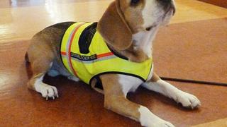 Hospitales utilizarán a perros para que sean detectores de cáncer