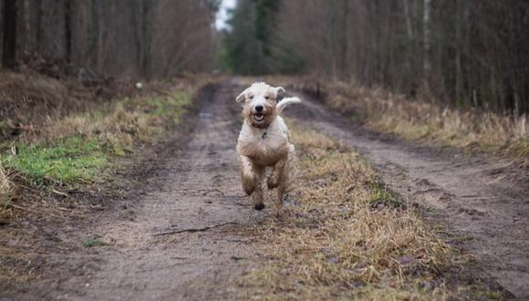 Perro se pierde en viaje con sus dueños y recorre 380 kilómetros para volver a casa. (Foto: Referencial / Pixabay)