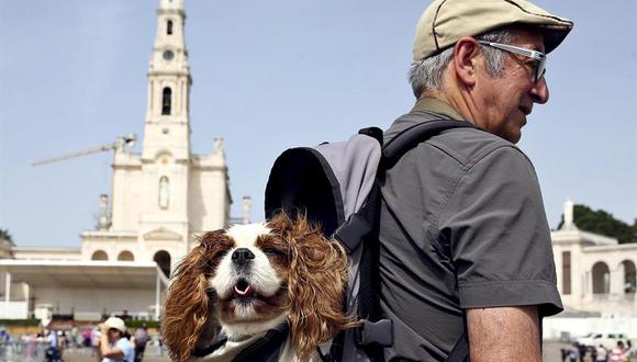 Hasta los perros van en peregrinación de la Virgen en Fátima