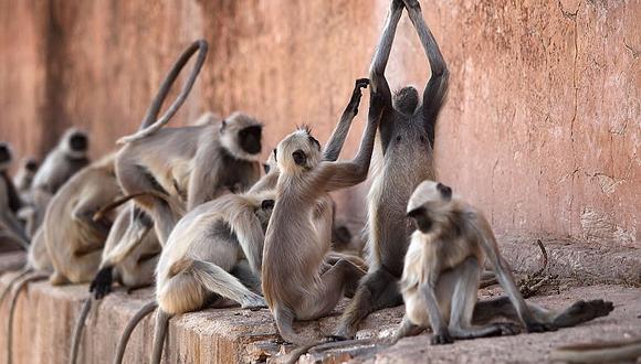 India: no saben qué hacer ante la gran invasión de monos 