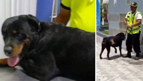 Veterinaria atiende a perrito que recibió maltrato animal de parte de serenazgo