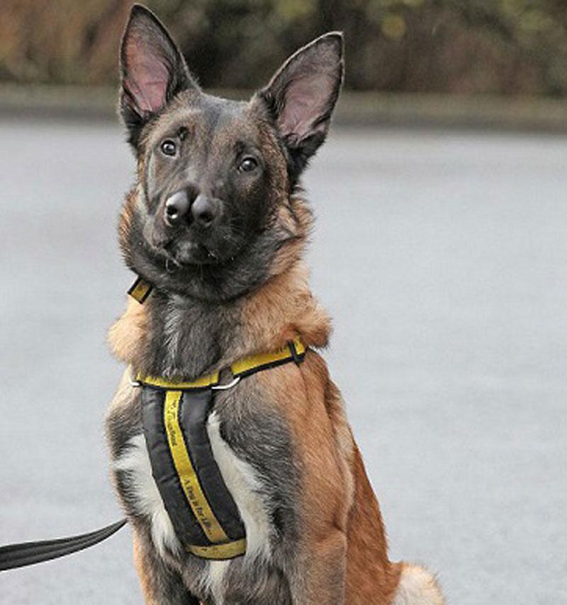 Snuffles: El perro con dos narices por fin consiguió dueño