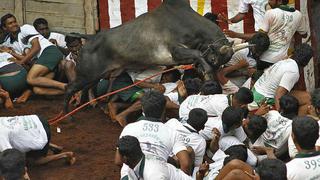 India: dos personas mueren corneadas por toros que escapan en rodeo