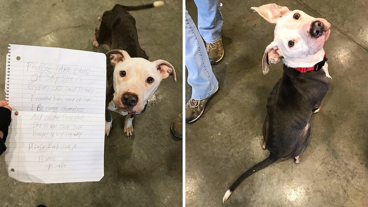 "No podía alimentarla": abandonan a perrita con un cartel pidiendo ayuda (FOTOS)