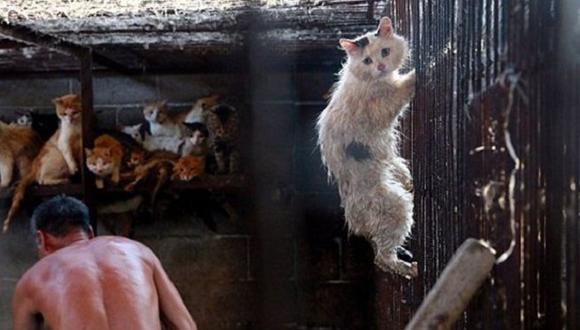  China: ¿Por qué esta fotografía salvó a gato de ser asesinado por carniceros?