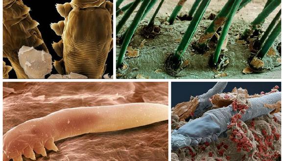 ¿Sabías que existen ácaros microscópicos que viven en nuestro rostro?