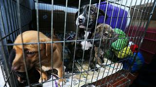 Perritos y gatitos que fueron rescatados en Mesa Redonda buscan ser adoptados (VIDEO)