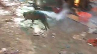 Perrito envuelto en llamas corre desesperado en siniestro del Callao [VIDEO]