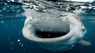 Captan el impresionante nado de un tiburón ballena en el mar que baña las costas de Filipinas