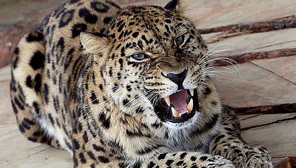 Leopardo provoca el cierre de aeropuerto y al toque se hace humo