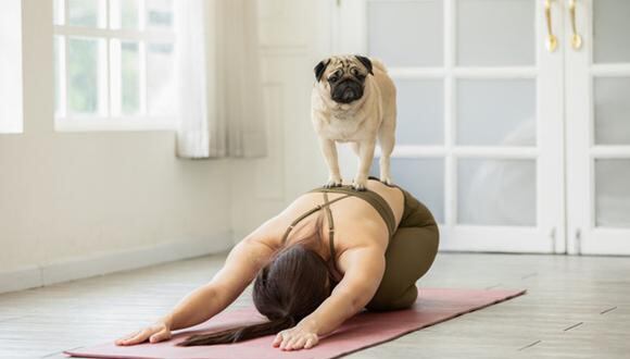 Los gimnasios que aceptan mascotas, que te permiten llevar a tu amigo de cuatro patas para hacer ejercicio, ya son más frecuentes y es una tendencia que va en aumento. (Foto: Dofusión)