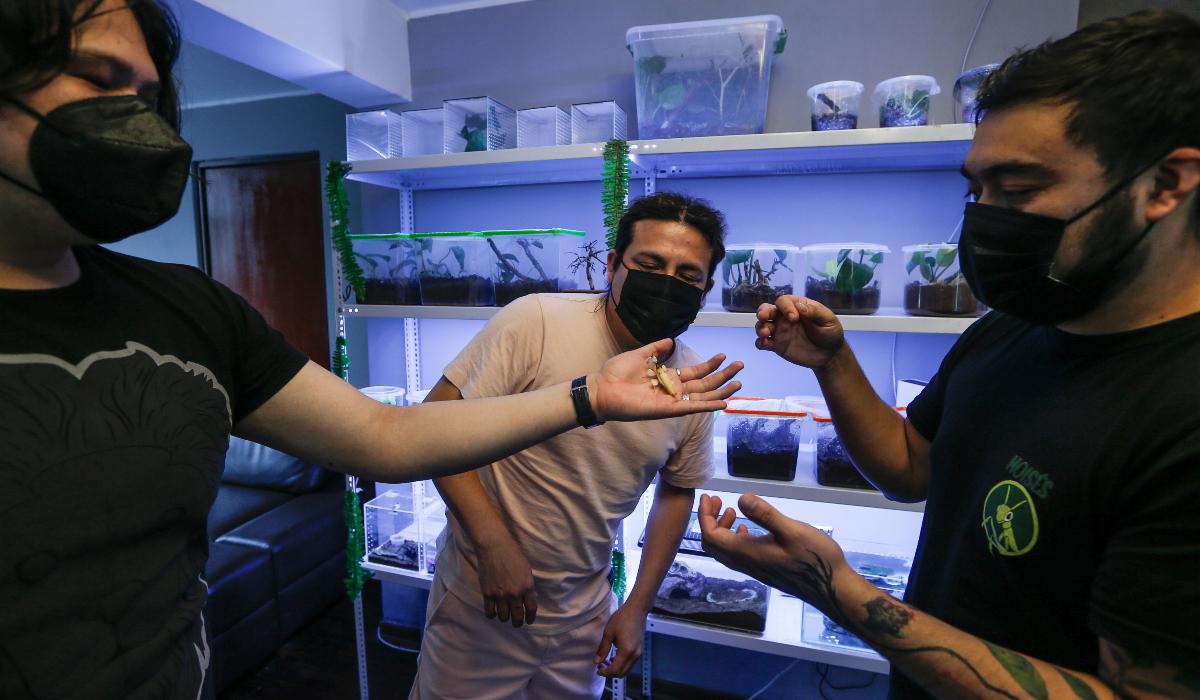 Moisés comparte sus conocimientos con las personas que visitan el mini museo y forman parte de la experiencia de ver y tocar a las mantis y a los otros insectos. Team Peruvian mantis lleva siete años de creado y su misión principal es: Poder difundir el hobby, crear respeto por la naturaleza y si las personas desean criar uno de estos animalitos, lo puedan adquirir en un centro autorizado y con el asesoramiento necesario, como Team Peruvian Mantis.
Foto: jorge.cerdan@photo.gec