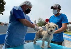 Bellavista: municipio realiza campaña gratuita de esterilización de mascotas para evitar su sobrepoblación