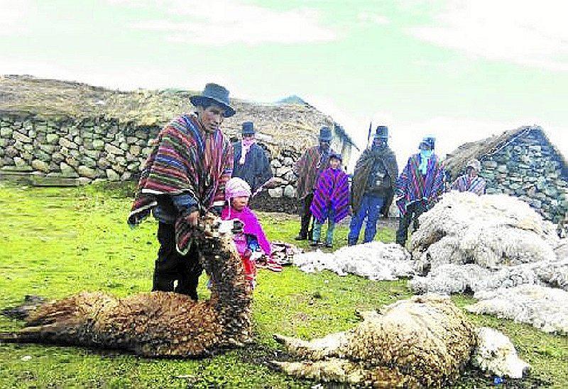 Alpaqueros en crisis
