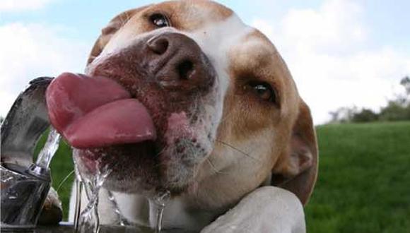 3 Tips para mantener bien hidratado a tu perrito