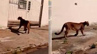 Jaguar visitó un barrio y puso los pelos de punta a vecinos