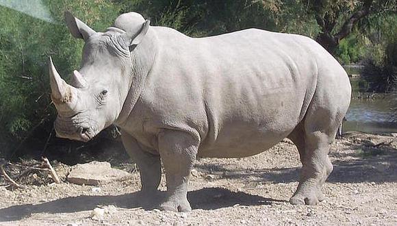 Toman medida desesperada para evitar extinción del rinoceronte blanco 