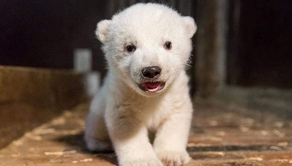 Berlín tiene a otro oso polar como nueva mascota, tras muerte de Knut 