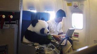Bebé oso panda viajó en primera clase