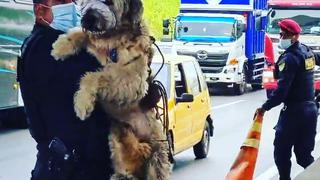 Los Olivos: Policías detienen el tránsito en la Panamericana Norte y salvan a un can de morir atropellado