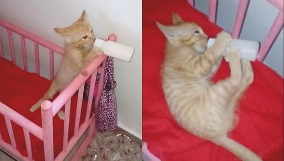 Gato se vuelve viral en las redes sociales por gatear como un bebé 