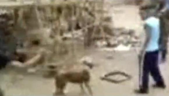 Maltrato animal: Supuestos soldados FF.AA golpean a perro hasta matarlo [VIDEO]