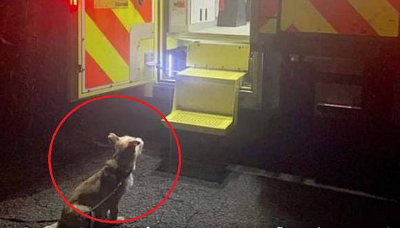 Perro no abandona a su dueño: lo esperó en la puerta de ambulancia