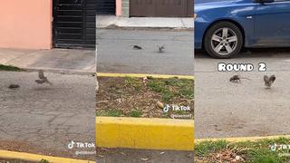Captan enfrentamiento entre una rata y una paloma en plena calle: “Rattata vs. Pidgey”