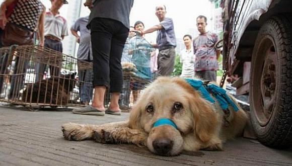 ​Criminal comercio de carne de perro y gato expande la rabia en Asia