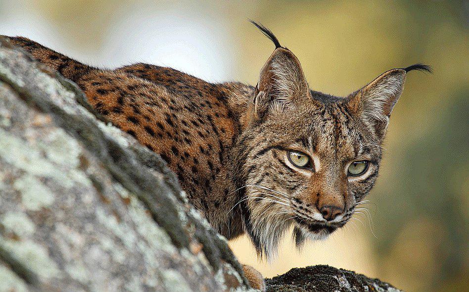 Lince escapa de zoo y lo dejan para que viva libre en la calle
