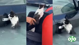 Dubái: Policías rescatan en el balsa a gatito atrapado en inundación y son virales en redes