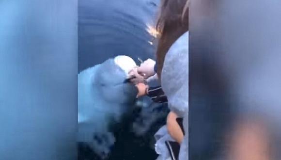 Mujer bota su celular en mar noruego y delfín se lo devuelve (VIDEO)