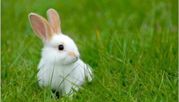  5 pasos para mantener limpio a tu conejo