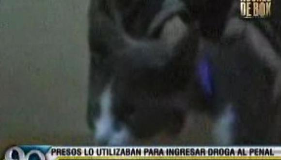 Presos utilizaban a un gato como burrier para traspasar marihuana en penal [VIDEO]