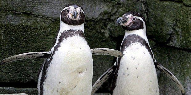 ​Policía se moviliza ante pingüinos errantes que se pasean por la ciudad