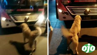 Perrito detiene bus en el que su dueño que lo abandonó huía