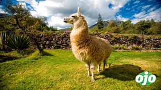 COVID-19: estudios revelan que anticuerpos encontrados en la alpaca combaten variantes británica, brasileña y sudafricana 