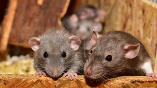 Las ratas también disfrutan de la música: Investigadores japoneses llegaron a esta conclusión
