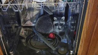 Estados Unidos: Mujer llama a la policía porque encontró un mapache en su cocina