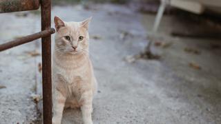 Gato pasa 52 días encerrado en una casa sin comida y sobrevive de milagro