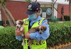 Año Nuevo: 28 perros rescatados esperan tener un hogar este 2022