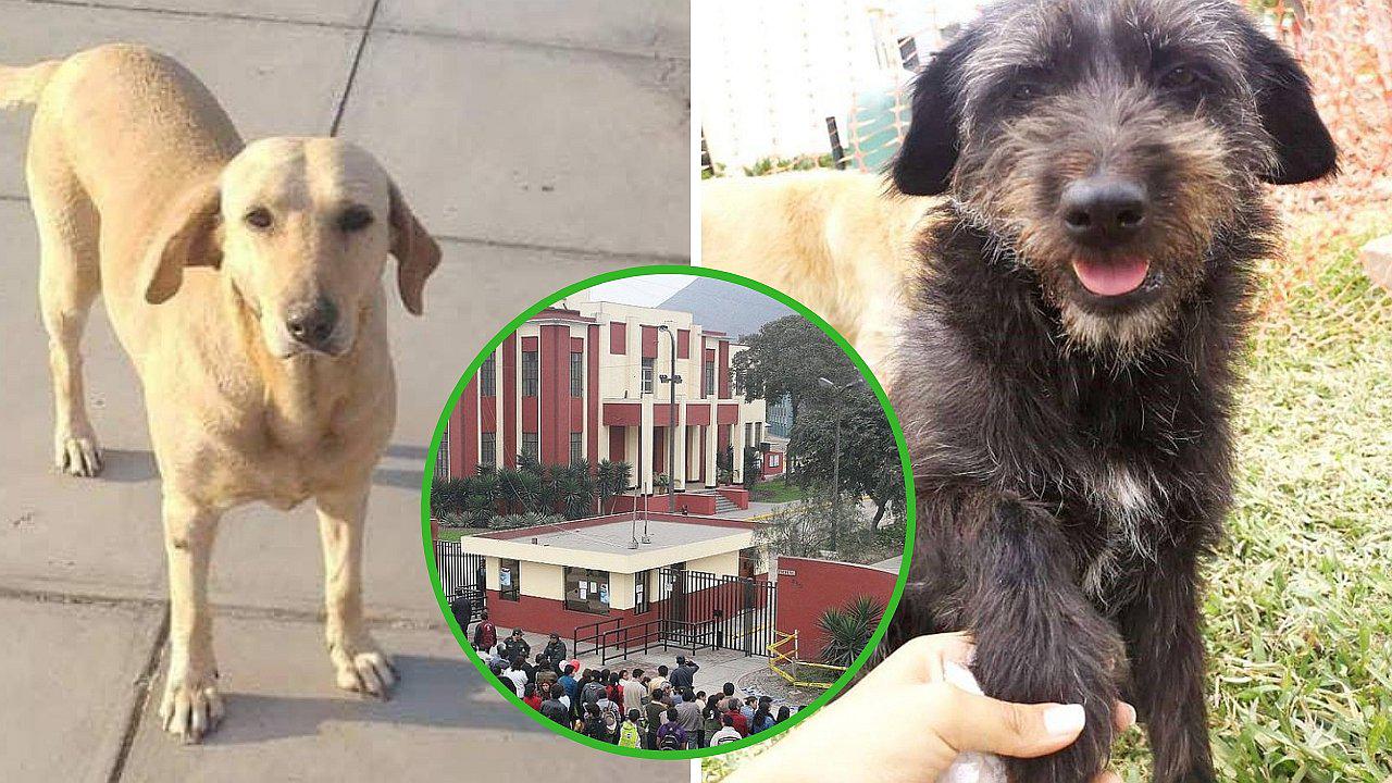 Dos perritos fueron envenenados en la UNI y piden hallar a los responsables