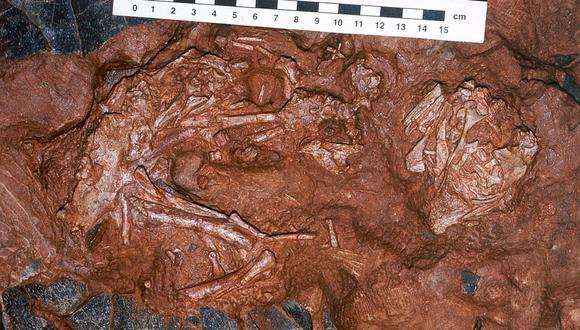 Fósil de dinosaurio "Baby Loui" resultó ser el de un pajarraco gigante