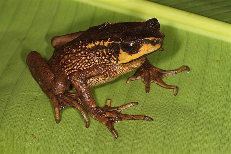 Encuentran un sapo andino que se creía extinto desde hace 30 años 