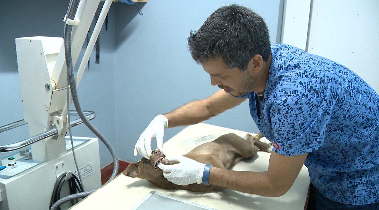 ¿Sabes cómo actuar frente a un envenenamiento de tu mascota?    