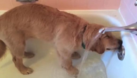 YouTube: Perrito travieso se mete al baño para ducharse [VIDEO]  