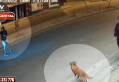 “Me mandó a volar”: joven fue atropellado cuando intentaba alimentar a perrito callejero y chofer se da a la fuga 